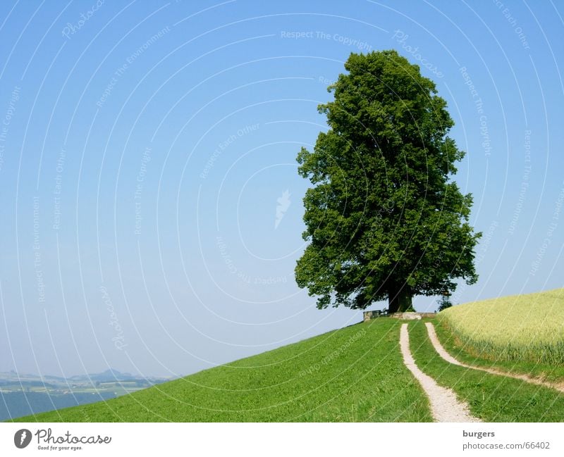 Kraftort Baum einzeln groß Einsamkeit grün Laubbaum Hügel Feld Horizont Aussicht ruhig erhaben Außenaufnahme Landschaft Himmel blau Schönes Wetter Wege & Pfade