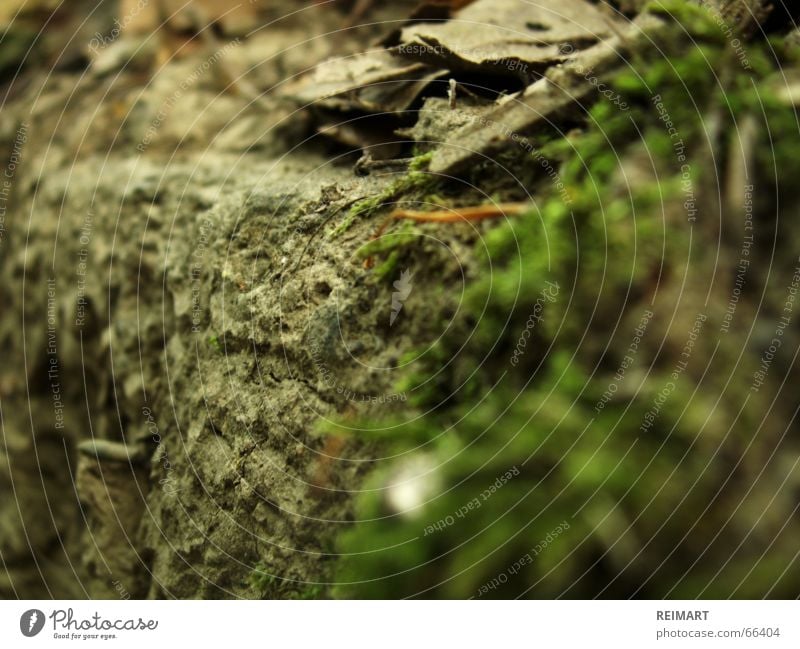 eins Waldboden Wiese Blatt Steinwand Bodenbelag sommerwald