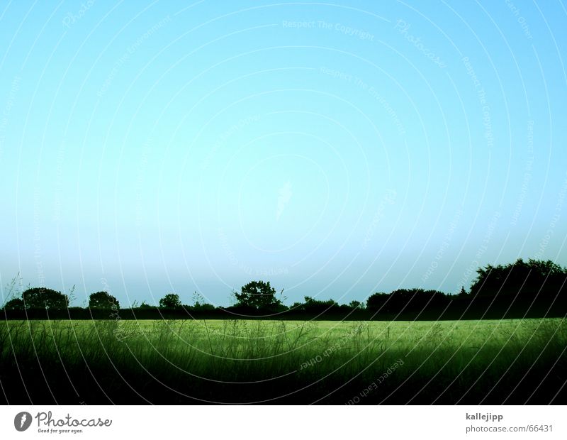 neuland Weizen Feld grün Natur Landschaft Abend Himmel blau weseby kallejipp