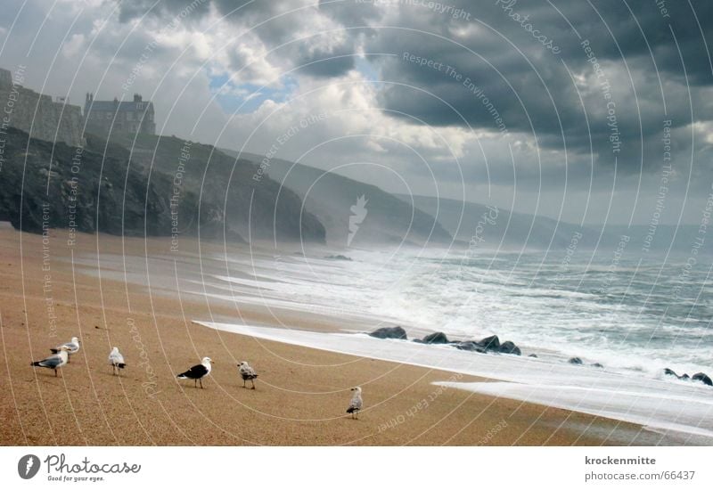 Ode To The Sea Meer Strand Möwe England Wolken Leidenschaft Gischt Wellen Gezeiten dunkel Sturm Englisch Regen Küste Haus Berge u. Gebirge seemöven herrensitz