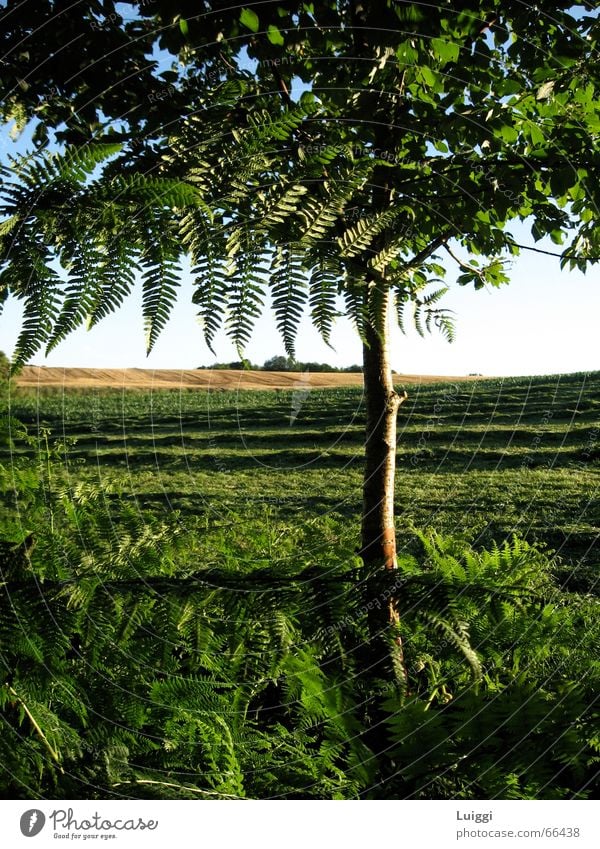 Durch den Baum Wiese grün gelb lanschaft Weide Amerika blau Natur