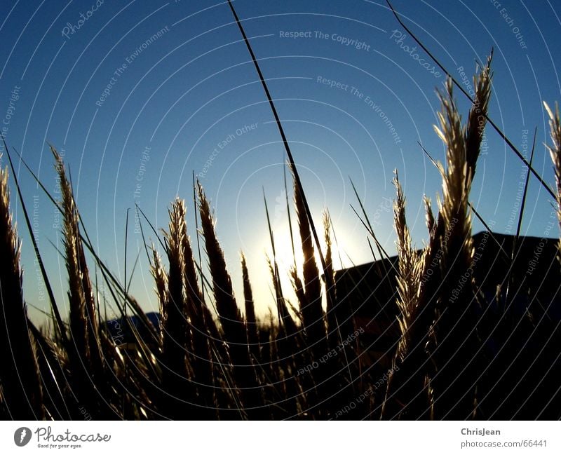 Titellos Zufriedenheit Erholung ruhig Sonne Strand Insel Gras Wiese blau Einsamkeit Borkum Halm Zelt Sonnenuntergang Strandzelt down ausgelichenheit Abend