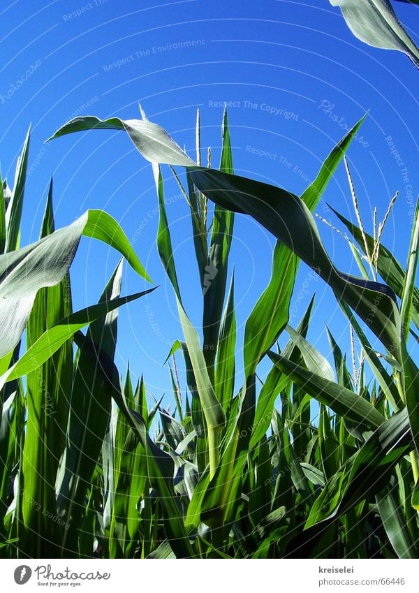 sommerfarben Feld grün Sommer Maisfeld Himmel blau