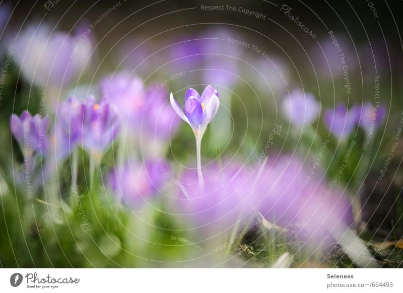 Einzelstück Erholung ruhig Duft Umwelt Natur Frühling Schönes Wetter Pflanze Blume Gras Blüte Krokusse Garten Park Wiese Blühend nah natürlich zart Farbfoto