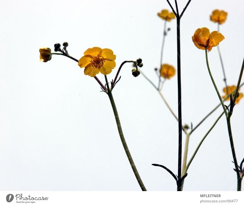 Buttercups | Butterblumen gelb Blume weiß buttercups Löwenzahn flowers white Natur