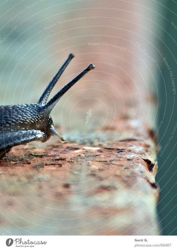 Speedy - die Serie Tier Schneckenhaus Bewegung Geschwindigkeit Absturz Absturzgefahr Brückengeländer verfallen Am Rand Fühler Tentakel schnirkelschnecke Rausch