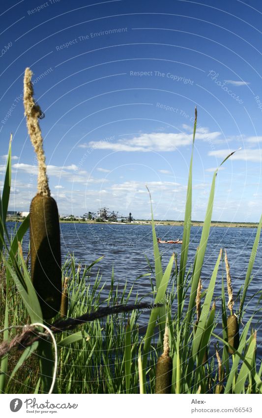 Kolbenfresser Konzert Wolken Sommer Schilfrohr Gras grün See Baggersee Schaufel Physik melt! Musikfestival Himmel blau Pflanze Wasser Schwimmen & Baden Badesee