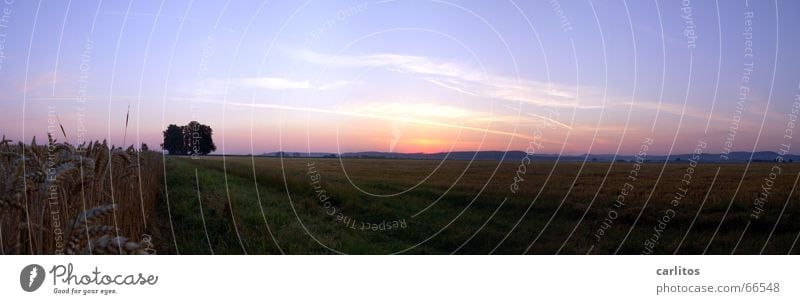 Schlafstörungen 2 Sommer Sonnenaufgang Morgen Wäldchen Panorama (Aussicht) Horizont Kondensstreifen orange-rot Morgendämmerung Rücken blau