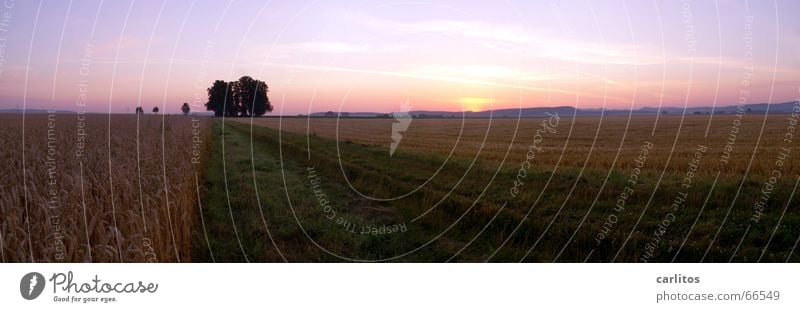 Schlafstörungen 3 Sommer Sonnenaufgang Morgen Wäldchen Panorama (Aussicht) Horizont Kondensstreifen orange-rot Morgendämmerung Rücken blau