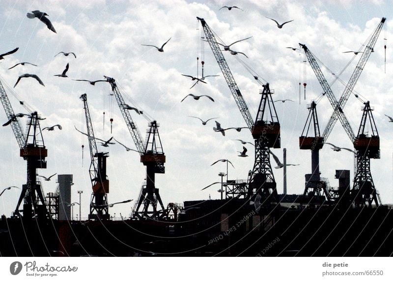 fischmarkt Kran Möwe unheimlich Hafen Himmel Hamburg Kontrast