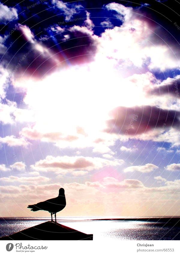 Titellos Erholung Sonne Strand Meer Insel Spiegel Gemälde Tier Himmel Wolken See Bekleidung fliegen genießen schlafen stehen träumen Gefühle Sehnsucht