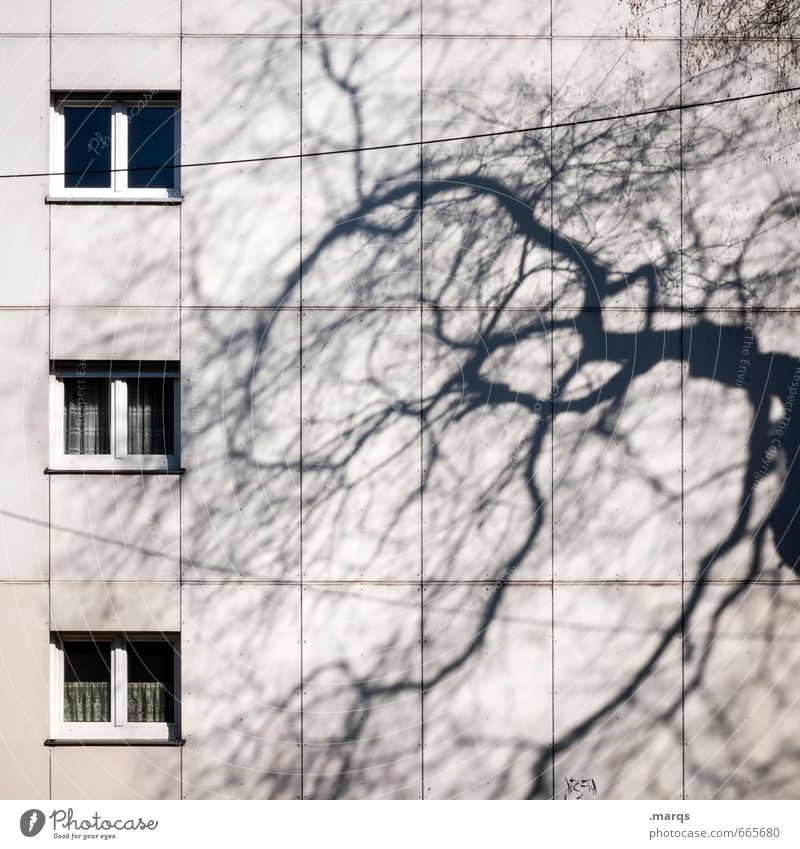 Schattig Häusliches Leben Herbst Baum Ast Gebäude Architektur Mehrfamilienhaus Fassade Fenster bedrohlich einfach Stimmung ästhetisch Stadt Wohnungssituation