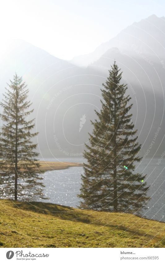 thannheimer tal Licht Wiese See Abenddämmerung schlechtes Wetter Tanne Nadelbaum Gras Gewässer Lichteinfall wandern Tannheimer Tal ruhig Erholung Außenaufnahme