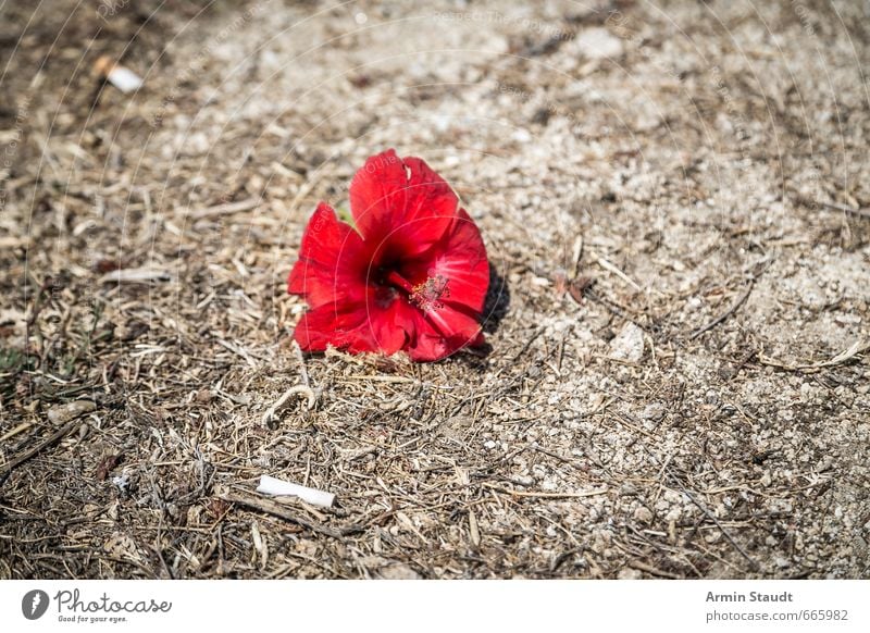 Geköpfte Blume im Dreck Sommer Umwelt Erde Zigarettenstummel dreckig gepflückt liegen alt trashig trist braun rot Stimmung Natur stagnierend Vergänglichkeit Tod