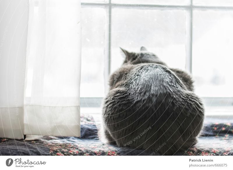 busy life Lifestyle Wohlgefühl Zufriedenheit Sinnesorgane Erholung ruhig Meditation Umwelt Tier Haustier Katze 1 einfach elegant Erotik frech Freundlichkeit