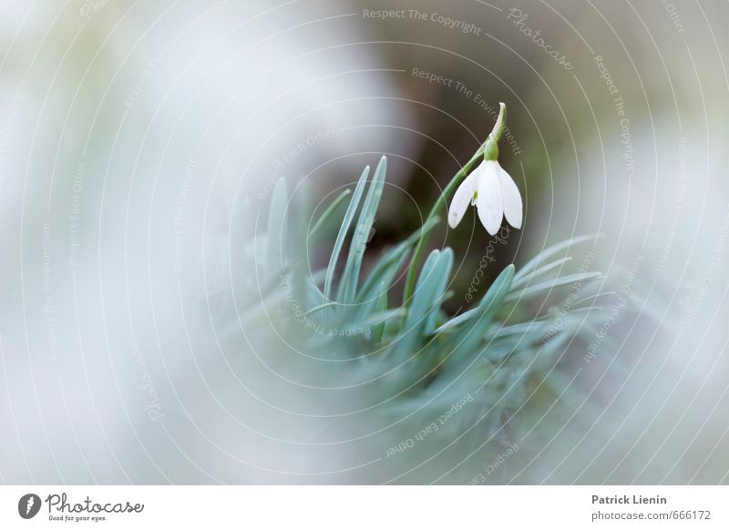 Ökolampenschirm Umwelt Natur Landschaft Pflanze Urelemente Frühling Blume Blatt Blüte Grünpflanze Wildpflanze Wiese ästhetisch Bewegung Mittelpunkt träumen