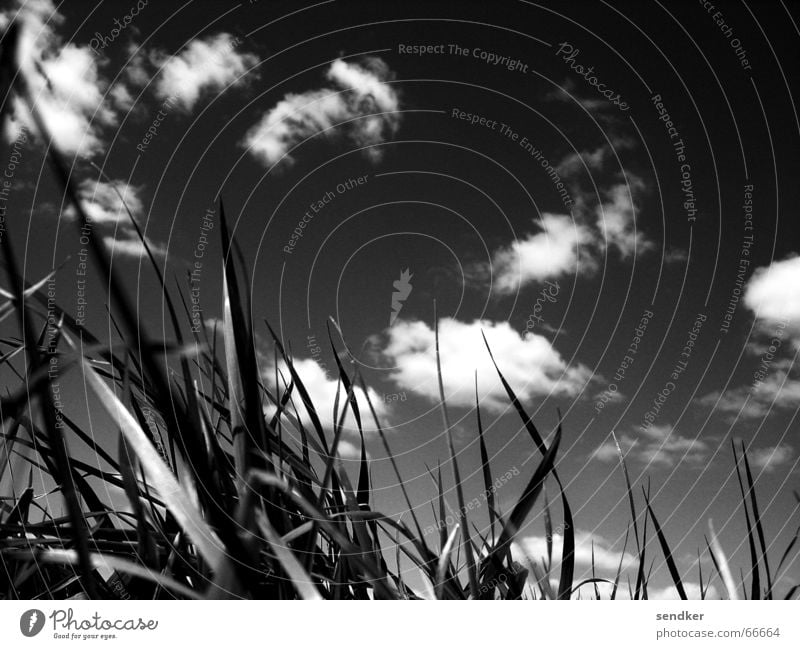 Der Himmel über Dresden Wolken Wiese Gras Außenaufnahme Schwarzweißfoto Freiheit Ferne