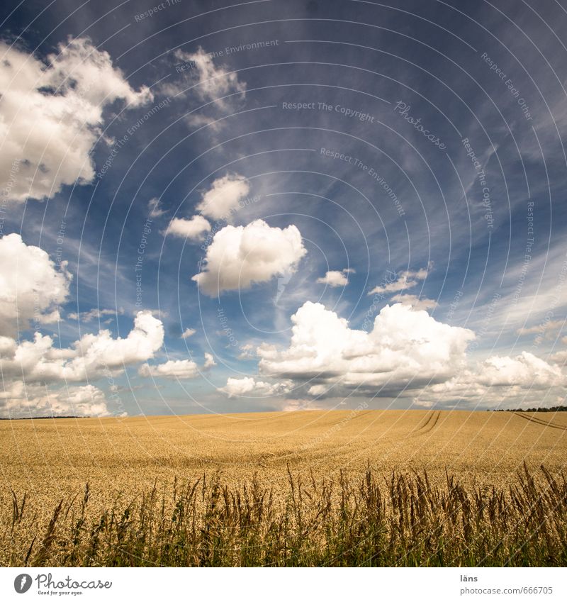 der Himmel über... Ferne Umwelt Natur Landschaft Pflanze Wolken Horizont Sonne Sonnenlicht Sommer Schönes Wetter Nutzpflanze Wildpflanze Feld Fernweh Farbfoto