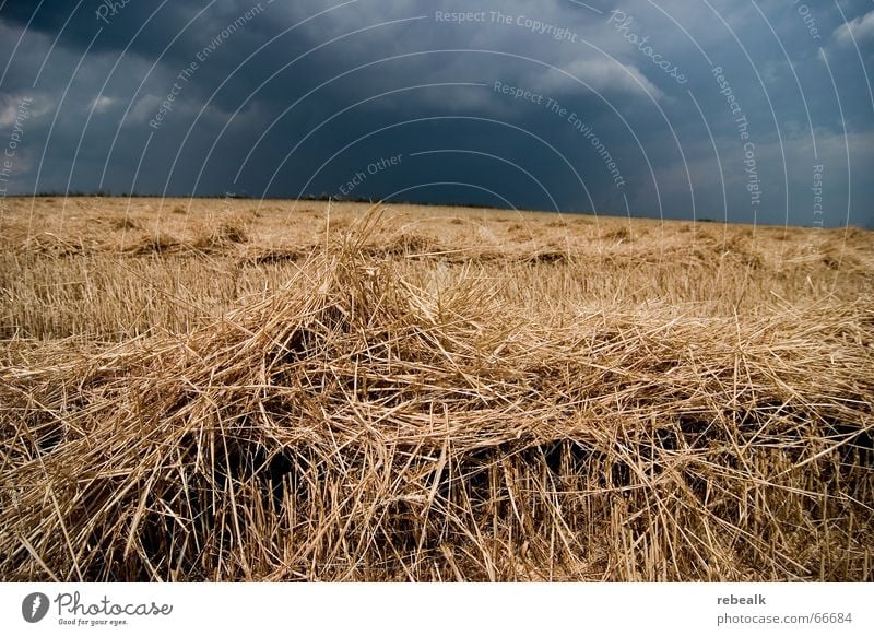 Sturm zieht auf Getreide Umwelt Natur Himmel Wolken Gewitterwolken Horizont Herbst Klimawandel schlechtes Wetter Unwetter Regen Feld bedrohlich dunkel blau gelb