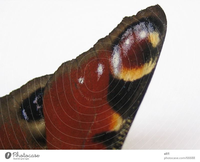 Butterflügel Schmetterling Sommer rot braun gelb mehrfarbig fliegen Natur