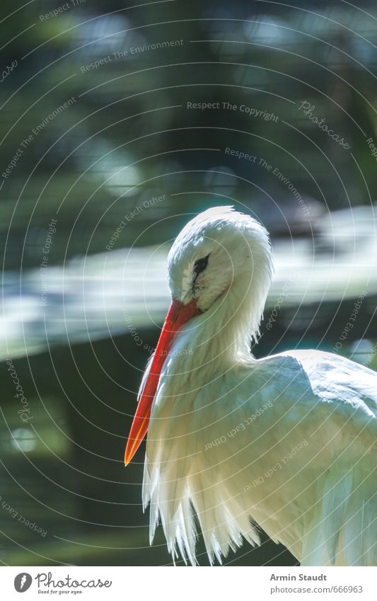 Storch Sommer Zoo Natur Tier Wildtier Vogel 1 stehen ästhetisch authentisch schön grün weiß Stimmung Coolness Zufriedenheit Farbfoto Außenaufnahme Nahaufnahme