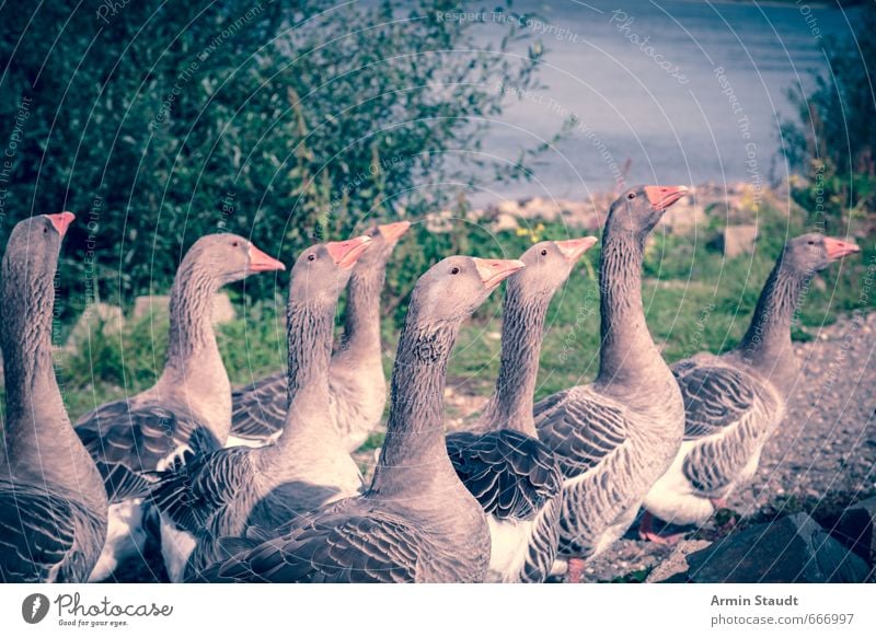 Gänsemarsch Natur Sommer Rhein Wildtier Vogel Wildgans Tiergruppe Bewegung laufen authentisch Stimmung Todesangst Stolz Umwelt Farbfilter altehrwürdig Farbfoto