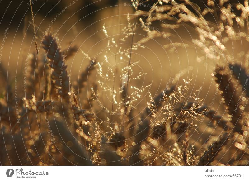 Weizenfeld Gras Sommer Ernte Licht Gegenlicht Unschärfe braun glänzend Getreide Schatten