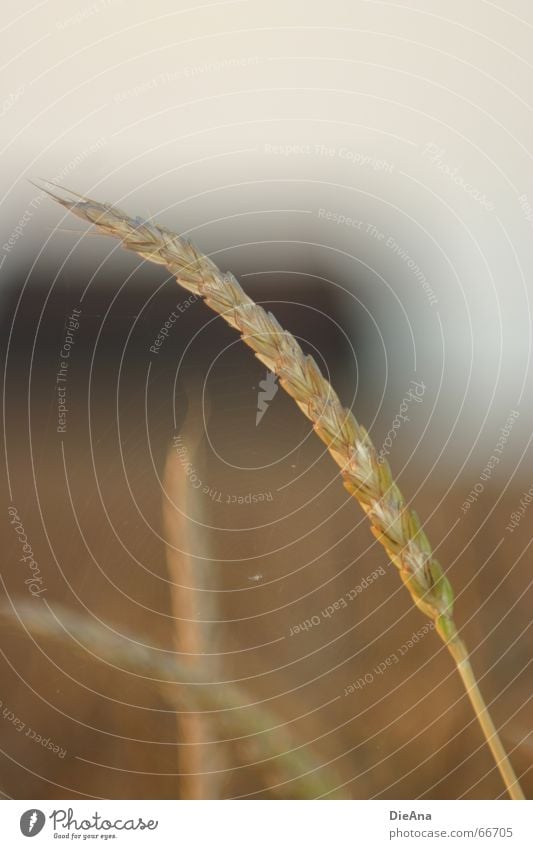 zart gesponnen Ähren Weizen Feld Abendsonne Landwirtschaft Haus Gebäude Spinnennetz diffus Natur Getreide Korn corn spike wheat field setting sun agriculture