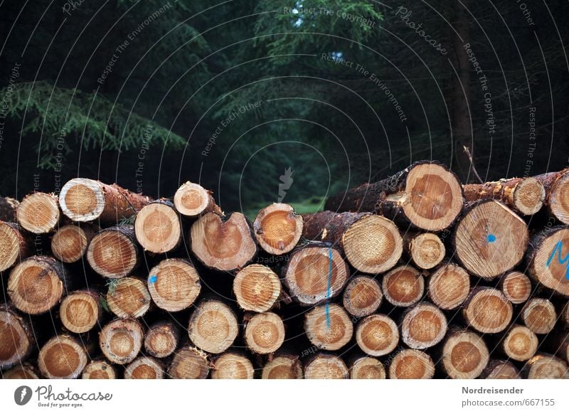 Holzernte Arbeit & Erwerbstätigkeit Beruf Landwirtschaft Forstwirtschaft Pflanze Baum Wald Hemmungslosigkeit Wandel & Veränderung Kiefernholz Rundholz Stammholz