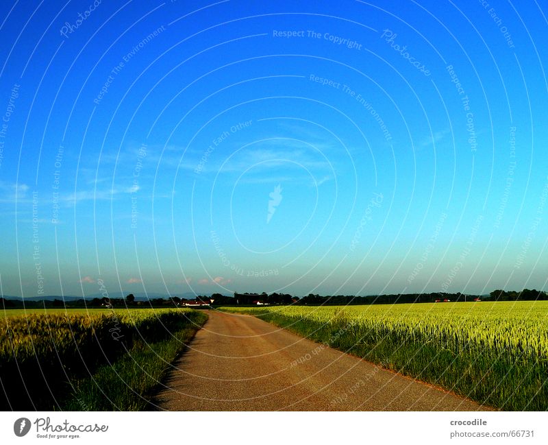 weg ins blaue Feld Sommer Weizen Roggen grün Wolken Straße Wege & Pfade Korn graß Himmel