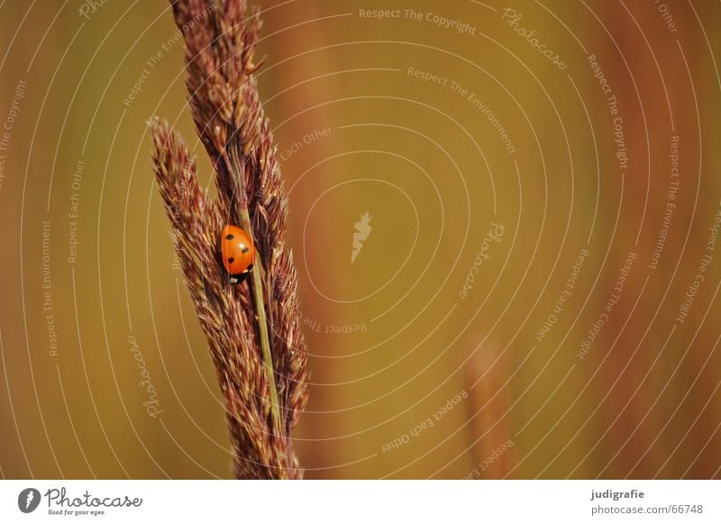 Sommer 2 einschläfernd ermüdend Physik Halm Gras Marienkäfer schwarz braun krabbeln abwärts Blick nach unten Insekt Stengel Grünfläche Käfer Wiese grün