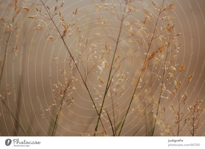 Dunst Gras Nebel schön Physik weich feucht Licht gelb Halm Unschärfe Sommer ruhig Rauschen Schwäche rispen Natur Pollen Wärme dunstig gold