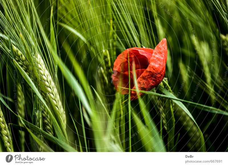 Mohn im Kornfeld Umwelt Natur Tier Sommer Herbst Schönes Wetter Pflanze Blume Blüte Grünpflanze Nutzpflanze Mohnblüte Getreide Getreidefeld Roggen Ähren