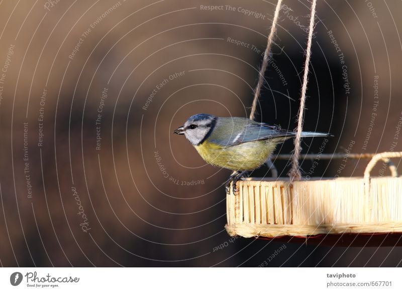 Blaumeise standinf auf der Saatgutzuführung schön Winter Garten Natur Tier Vogel sitzen klein natürlich wild blau gelb Überleben Tierwelt Zuführung Lebensmittel