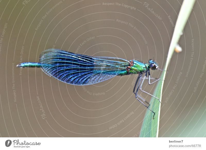 Blauflügel-Prachtlibelle (Männchen) Libelle Sommer See Makroaufnahme Gras Halm Natur blauflügel prachtlibelle fliegen