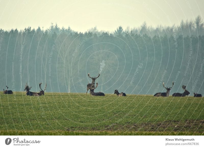 Damhirsche Junggesellenrudel auf einem Wintergetreidefeld, im Hintergrund Bäume eines Waldes. Umwelt Natur Tier Horizont Frühling Pflanze Nutzpflanze Wildtier