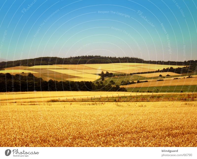 Landschaftsmaler Feld Ferne Sommer Wald Weizen Grenze Ähren Himmel Berge u. Gebirge gold Teilung Natur sommerluft 150 Korn Getreide field sky colorful colors