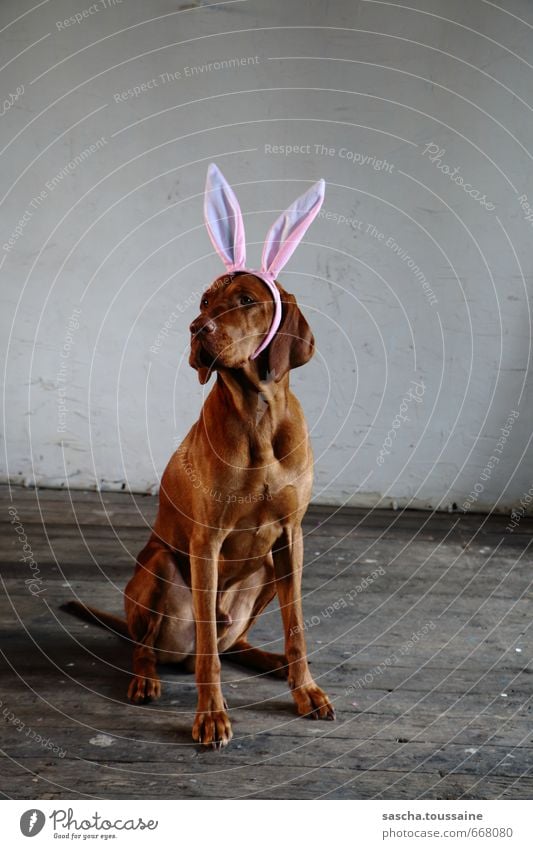 STUDIO TOUR | Ben Vierohr Freude Karneval Ostern Party Hasenohren brünett kurzhaarig Brustbehaarung Tier Haustier Hund Tiergesicht Fell Pfote Feste & Feiern