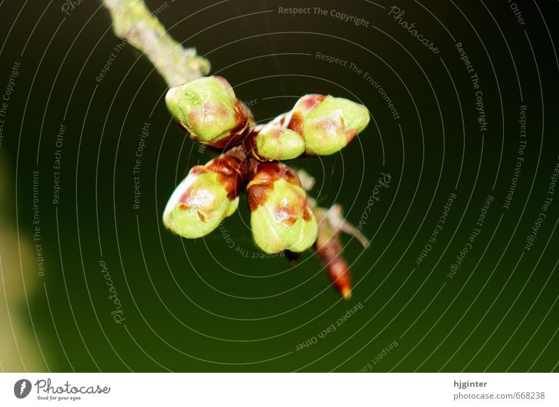 Knospenn im Fruehling Natur Pflanze Schönes Wetter Baum Blüte Nutzpflanze authentisch grün Farbfoto Außenaufnahme Nahaufnahme Detailaufnahme Makroaufnahme