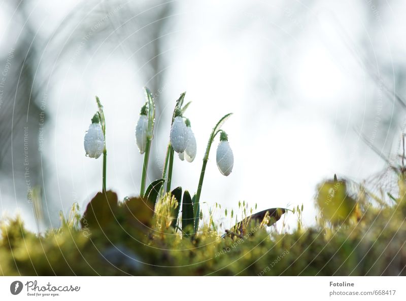 Glöckchen Umwelt Natur Pflanze Urelemente Wasser Wassertropfen Himmel Frühling Schönes Wetter Blume Blüte Garten Park hell grün weiß Schneeglöckchen Frühblüher