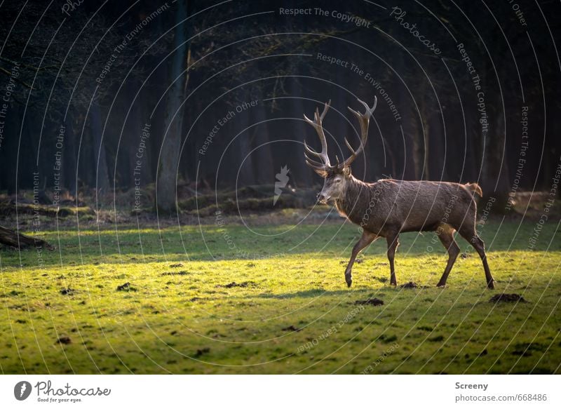 His Majesty Natur Landschaft Tier Frühling Baum Gras Wald Wildtier Hirsche 1 Horn gehen ästhetisch sportlich elegant braun grün Tapferkeit selbstbewußt