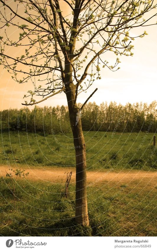 baum Baum Feld Wiese Gras Physik Sommerabend Herbst Wege & Pfade Wärme