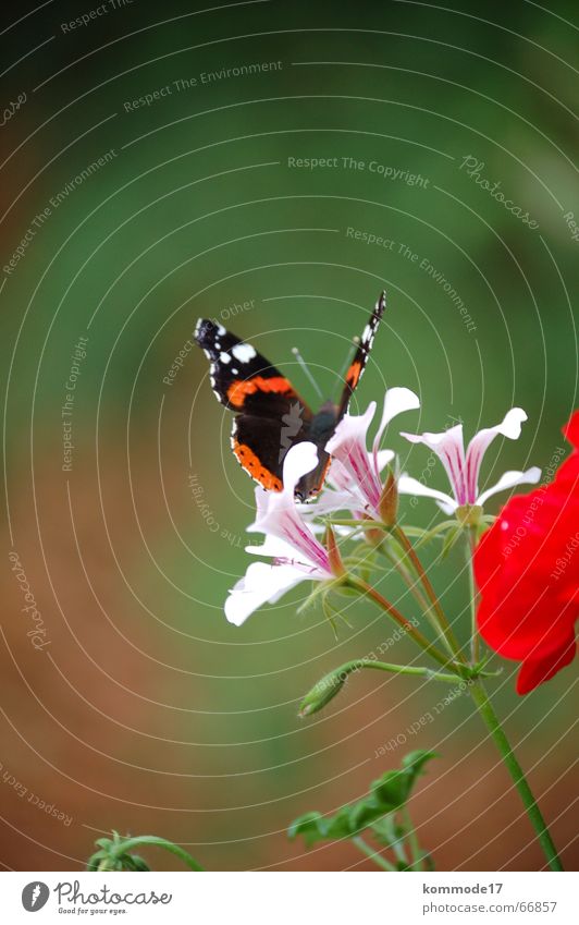 Schmetterling Blume Abheben Blüte Staubfäden Luft Balkon Balkonpflanze Flügel Nektar