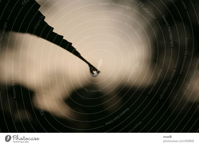 Einsamer Tropfen Blatt Reflexion & Spiegelung Wassertropfen Regen Makroaufnahme Natur