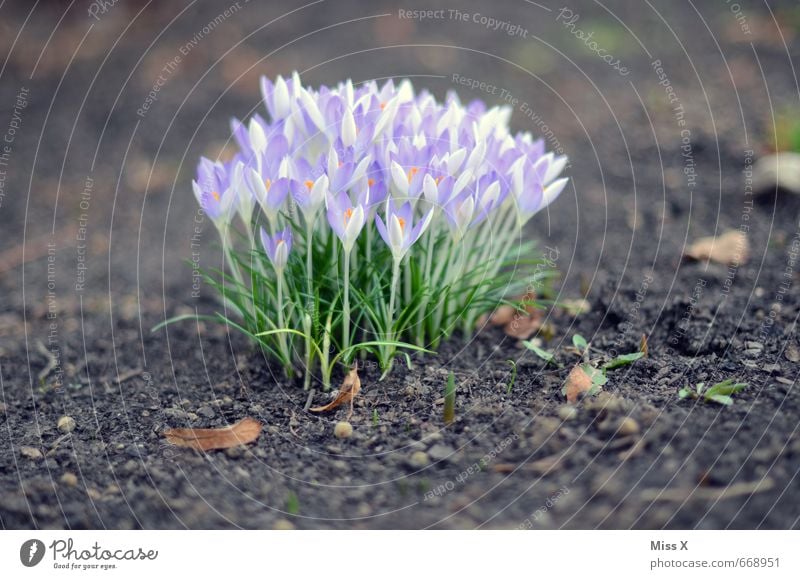 Haufen Garten Umwelt Natur Pflanze Frühling Blatt Blüte Wiese Blühend Duft violett Krokusse Frühblüher Wachstum viele Farbfoto Außenaufnahme Nahaufnahme