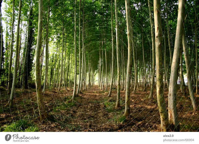 Aufgereiht Wald Baum ankern grün braun Strammstehen parallel Schneise Idylle Pflanze angepflanzt Natur Linie Reihe symetrisch symetrie