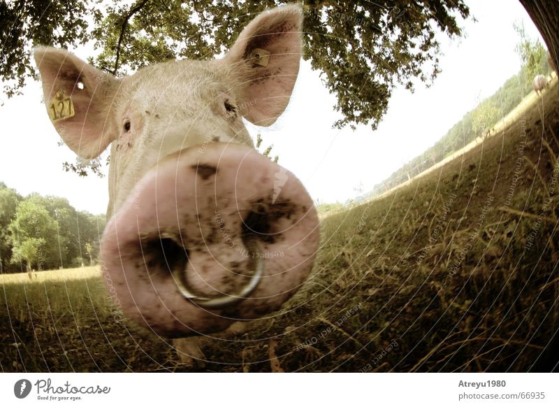 coole sau Ferkel Schnitzel Nasenring Hardcore Schwein Sau Steckdose Schnauze Piercing Schmuck Tunnel Rüssel Borsten rosa Freundlichkeit süß Sommer Zufriedenheit