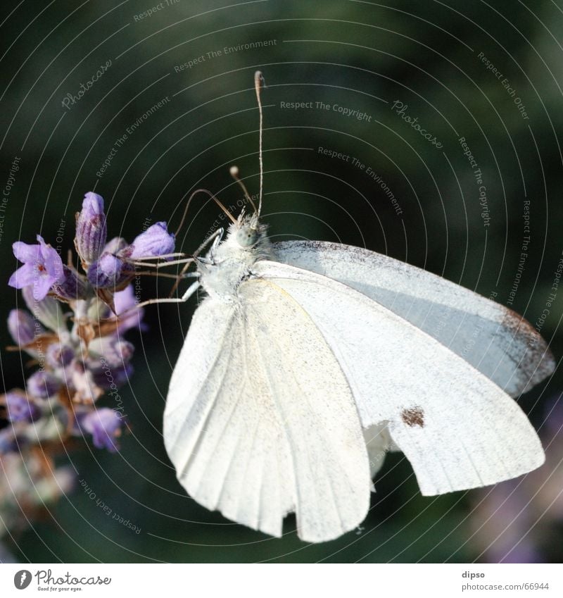 Pieris brassicae Großer Kohlweißling Schmetterling Lavendel Blüte Staubfäden saugen Makroaufnahme Rüssel kohlweißling Nektar blau Heilpflanzen