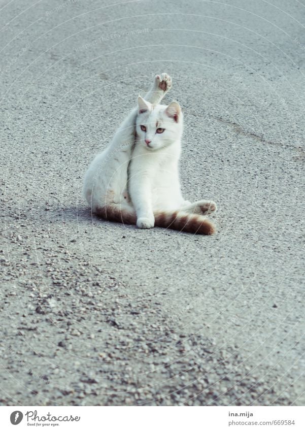 Dehnübungen Sport Fitness Sport-Training Yoga Tier Haustier Katze Fell Zoo 1 Tierjunges Bewegung Reinigen Körperpflege tierisch Tierliebe Tierzucht Tiergesicht