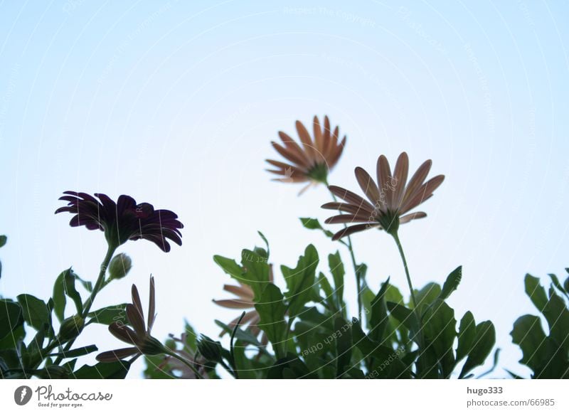 Leucanthemum Blume Margerite Himmel trocken zart weich himmelblau durcheinander grün Stengel rosa rot Rouge flower sky dry bleu blue der sonne entgegen sun vert